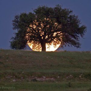 Meet your Posher, Alexi